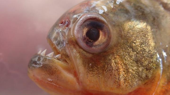 Piranha