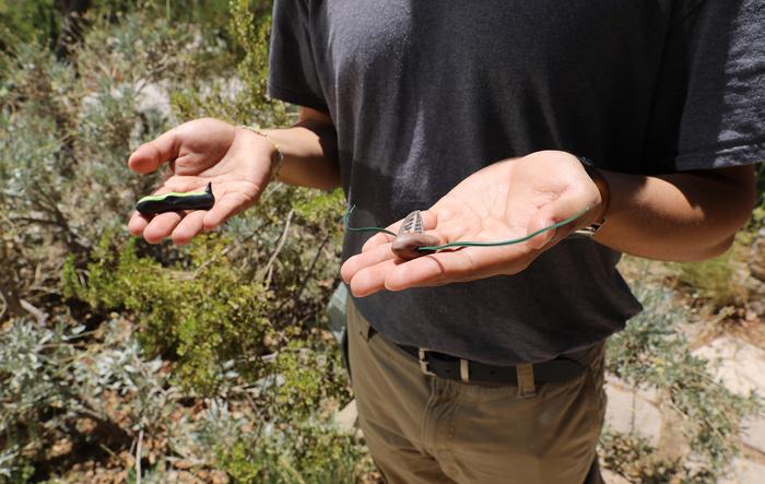 UTEP Moths Research_01