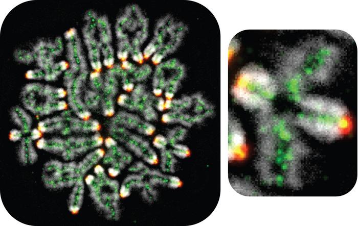 Landmark Discovery Reveals How Chromosomes Are Passed From One Generation to the Next