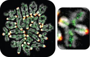 Landmark Discovery Reveals How Chromosomes Are Passed From One Generation to the Next