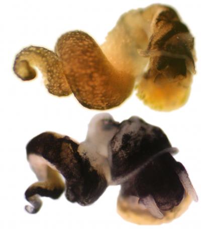 New Zealand Mudsnail