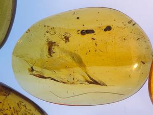 Case 6, photographed by Dr Jose de la Fuente