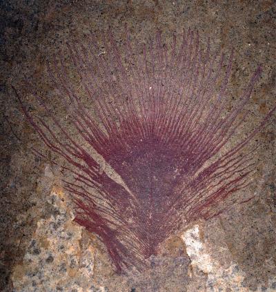Feathers