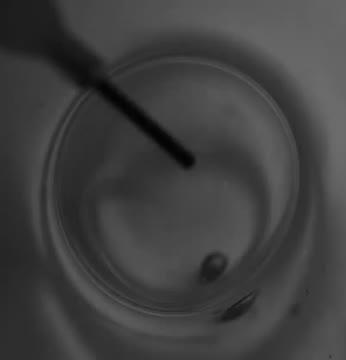 Surface Tension, Not Gravity, Drives Viscous Bubble Collapse (5 of 9)
