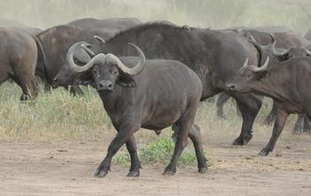 Buffalo Herd
