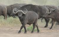 Buffalo Herd