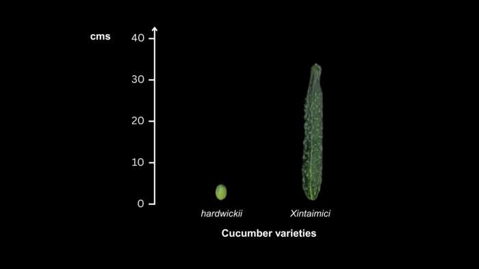 Cucumber