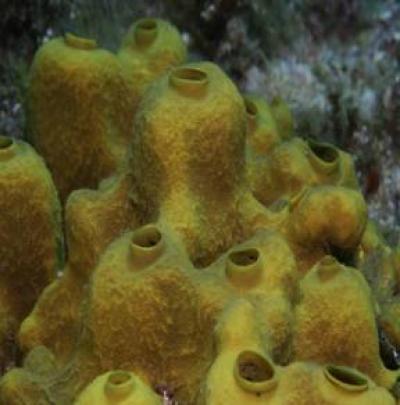 Sponges