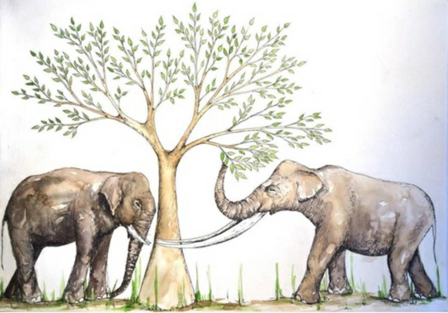 Elephas and Stegodon
