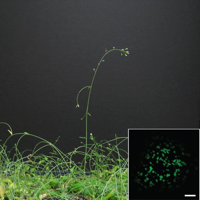 plants and gravitropism