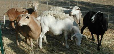 Hair Sheep