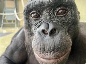 Apes Share Human Ability to Imagine /PHOTO2