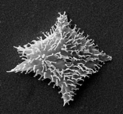 <i>Wezteliella</i>