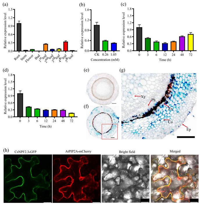 Expression pattern and subcellular localization of CsNPF2.3.