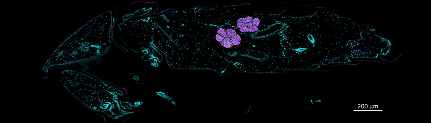 A section through a pupa of O. surinamensis with the organs containing symbiotic bacteria.