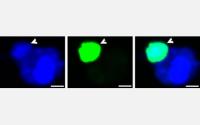 Concocal Microscope Images of the Symbiosis