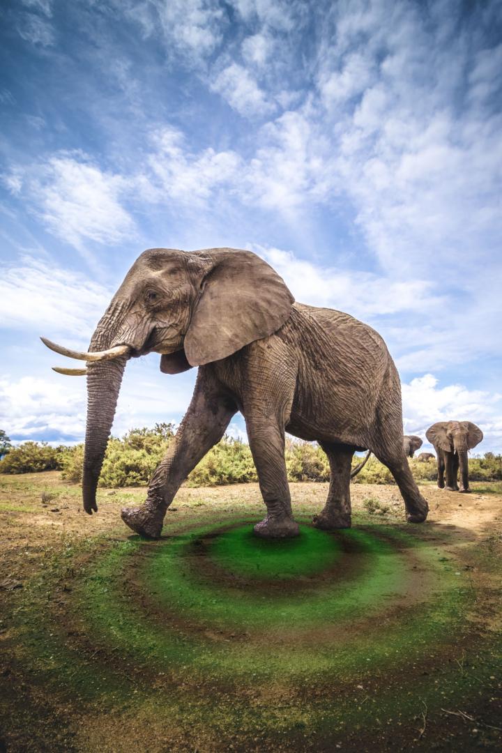 Elephant (2 of 3)