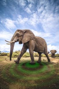 Elephant (2 of 3)