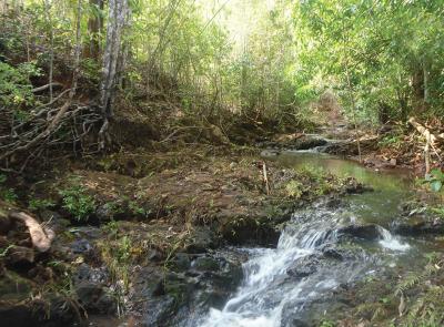 Ankarafa Forest