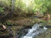 Ankarafa Forest