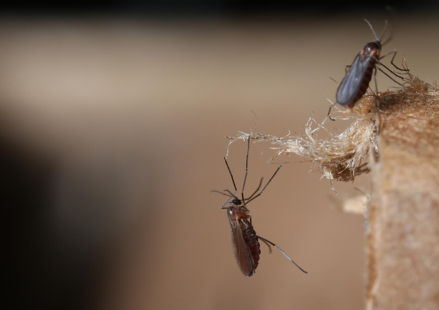 Hessian Fly Genome Uncovers Clues to Gall Formation in Plants
