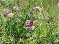 Bombus incognitus or Bombus sylvicola 3