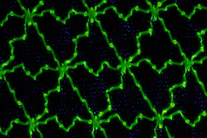 Fluorescent image of the embroidered thread-spring mosaic.