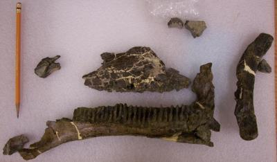 Bones of Jeyawati