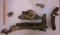 Bones of Jeyawati