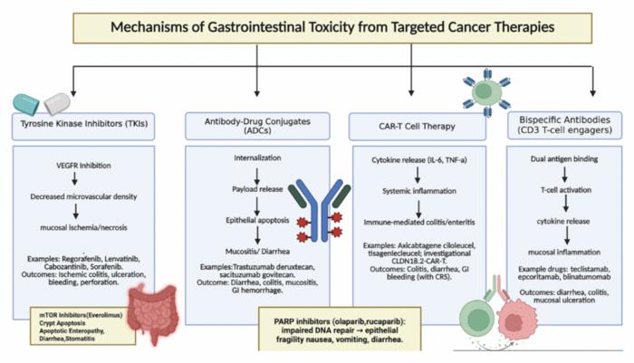 Gastrointestinal toxicity of targeted cancer therapies in the United States: Clinicopathologic patterns, FDA safety frameworks, and implications for national patient protection