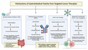 Gastrointestinal toxicity of targeted cancer therapies in the United States: Clinicopathologic patterns, FDA safety frameworks, and implications for national patient protection