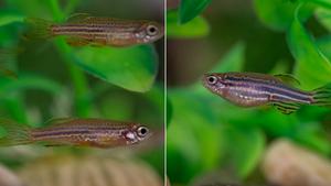 Zebrafish wildtype and Leopard phenotypes