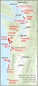 Beaver in tidal habitat: Examples from the Pacific Northwest