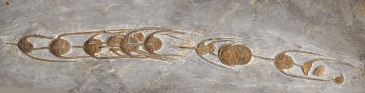 <i>Ampyx priscus</i> in Linear Formation