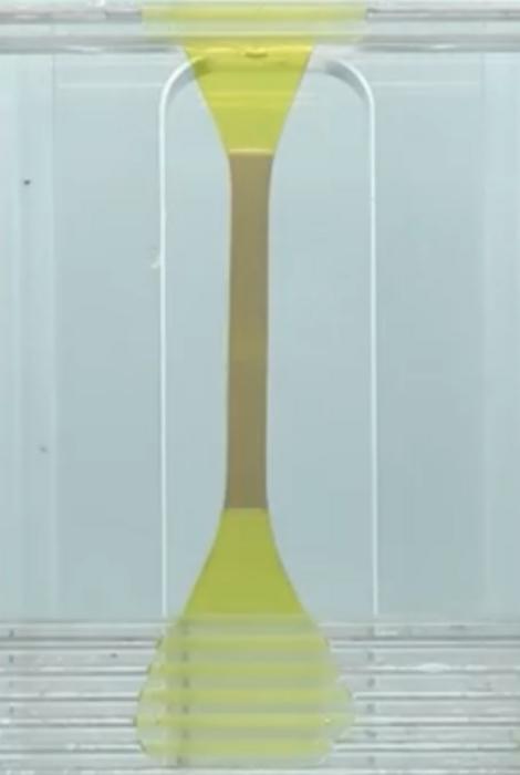 The DN-Cam gel