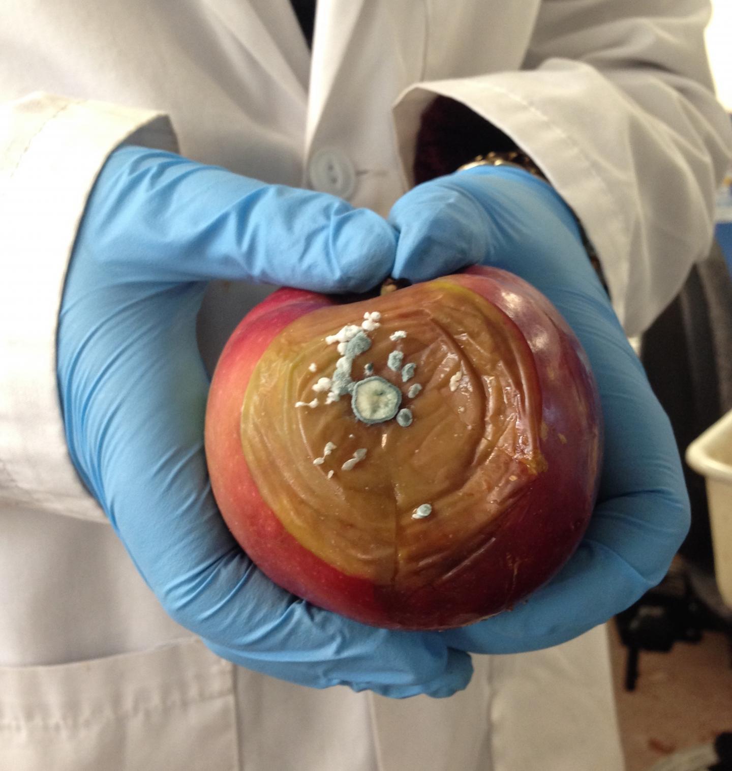 Rotten Apple