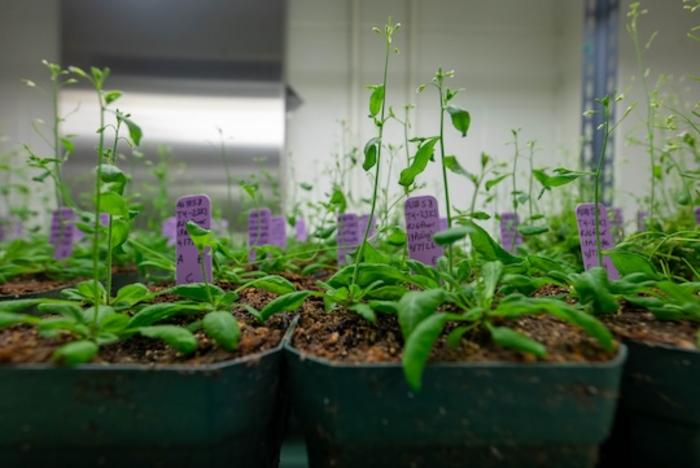 Arabidopsis