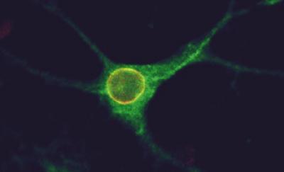 Receptors Linked to Autism