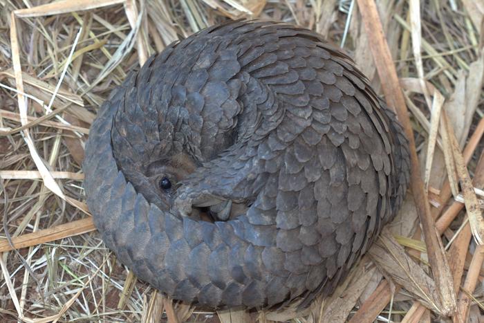 Trafficked pangolin DNA reveals hotspots of illegal wildlife trade