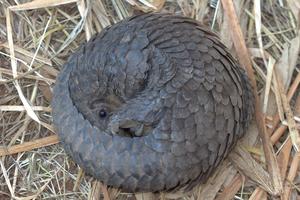 Trafficked pangolin DNA reveals hotspots of illegal wildlife trade
