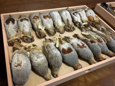 Museum specimen of the grey partridge (Perdix perdix)
