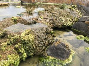 South African microbialite pool