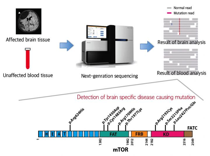 Schematic Image of Brain Specific Mutations