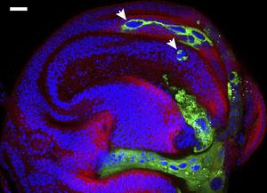 Polyploid cells migrate into the surrounding tissue of a fruit fly larva.