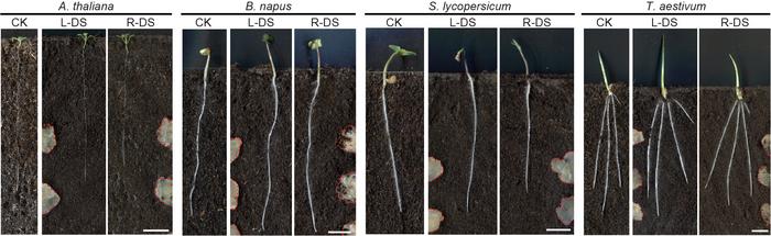 Roots do not bend away from rotten chicken