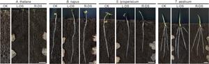 Roots do not bend away from rotten chicken