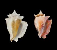 Shrinking Conch