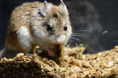 The Mice that Evolved to Resist Pain (3 of 9)