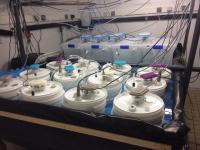 Experimental Setup