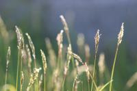 Grass pollen